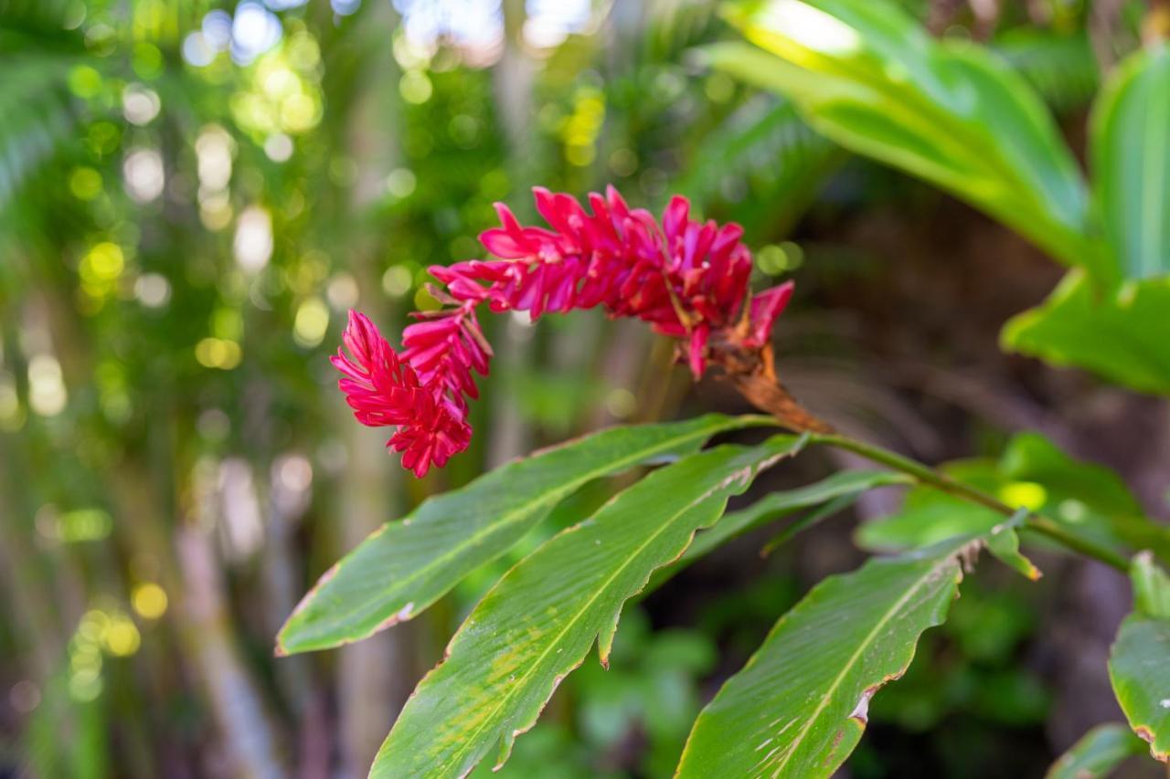 Noahs Hideaway Luxury B&B Lahaina Zewnętrze zdjęcie