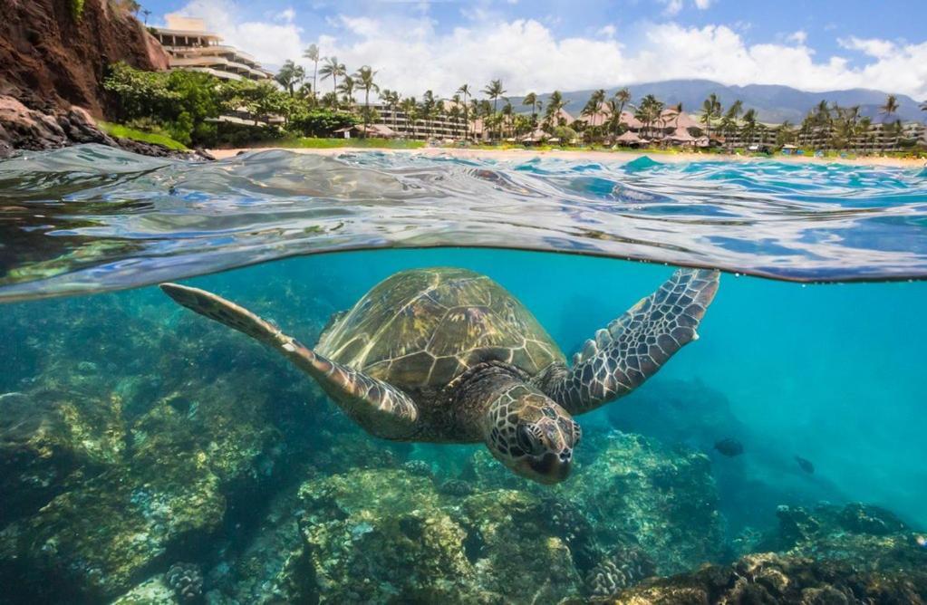 Noahs Hideaway Luxury B&B Lahaina Zewnętrze zdjęcie